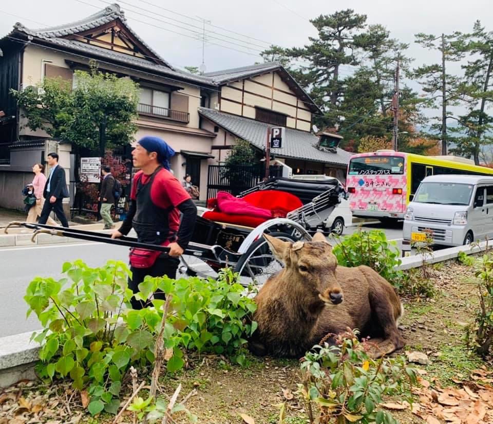 Banzai Tour Nara - Banzai Tour