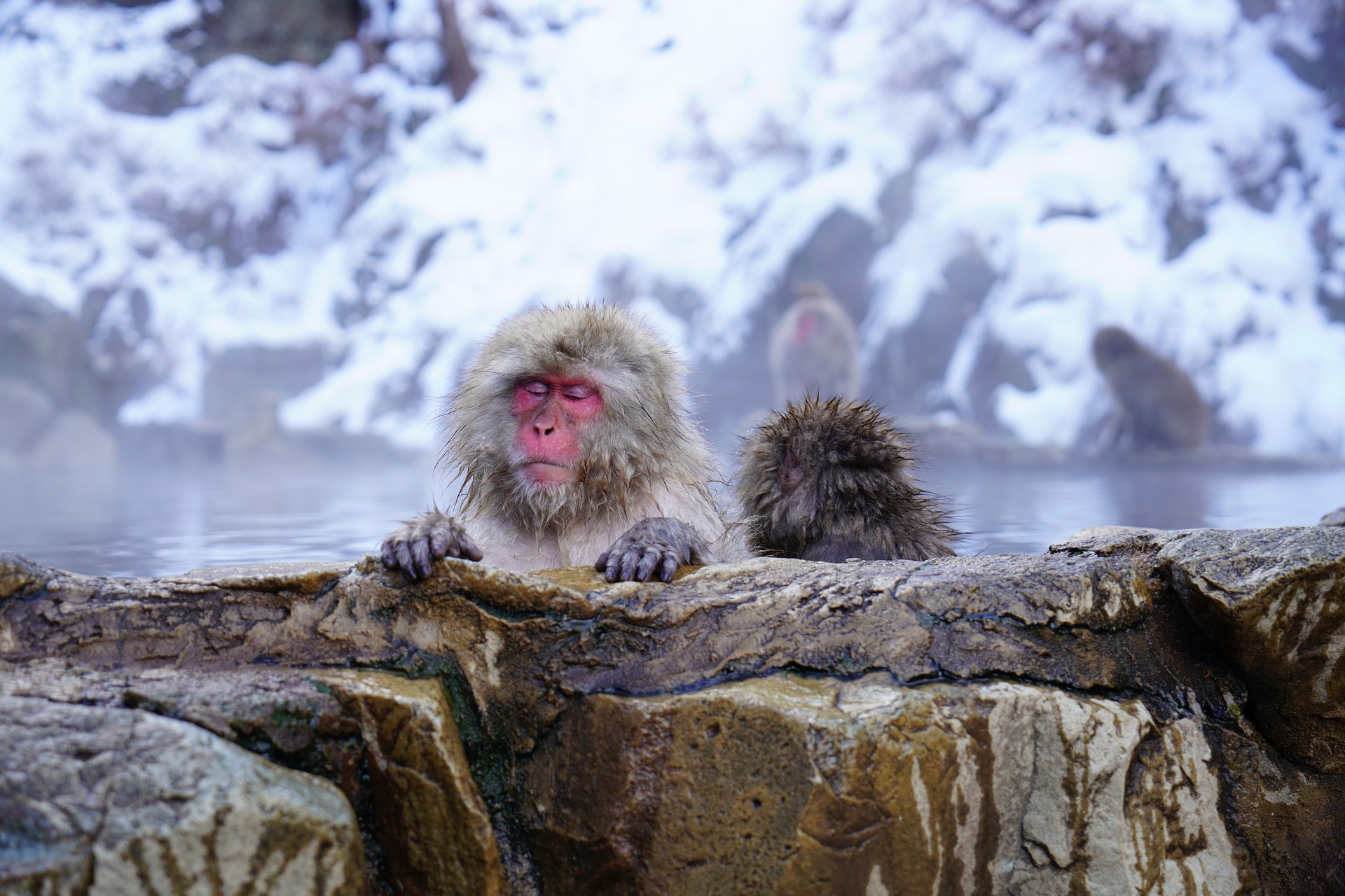 Япония источники обезьяны